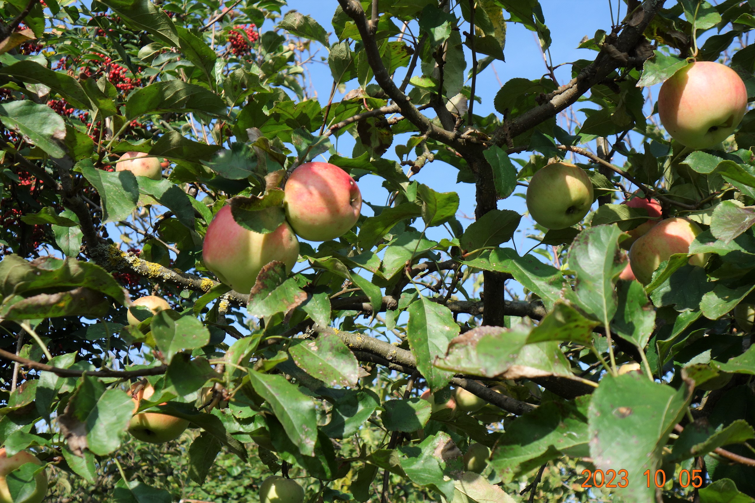 2023 úroda jablk