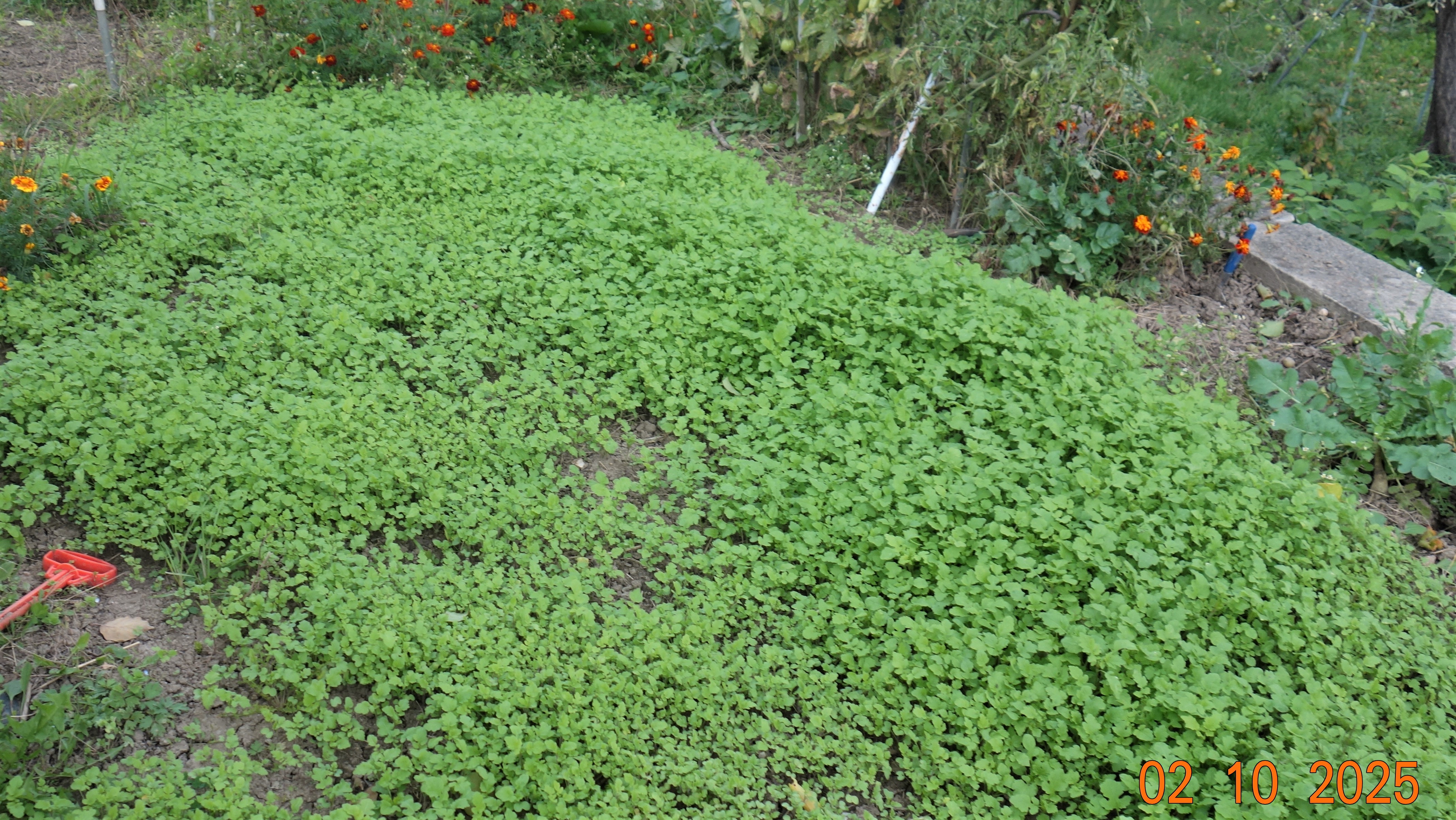 Zelené hnoj horčica ) (1)