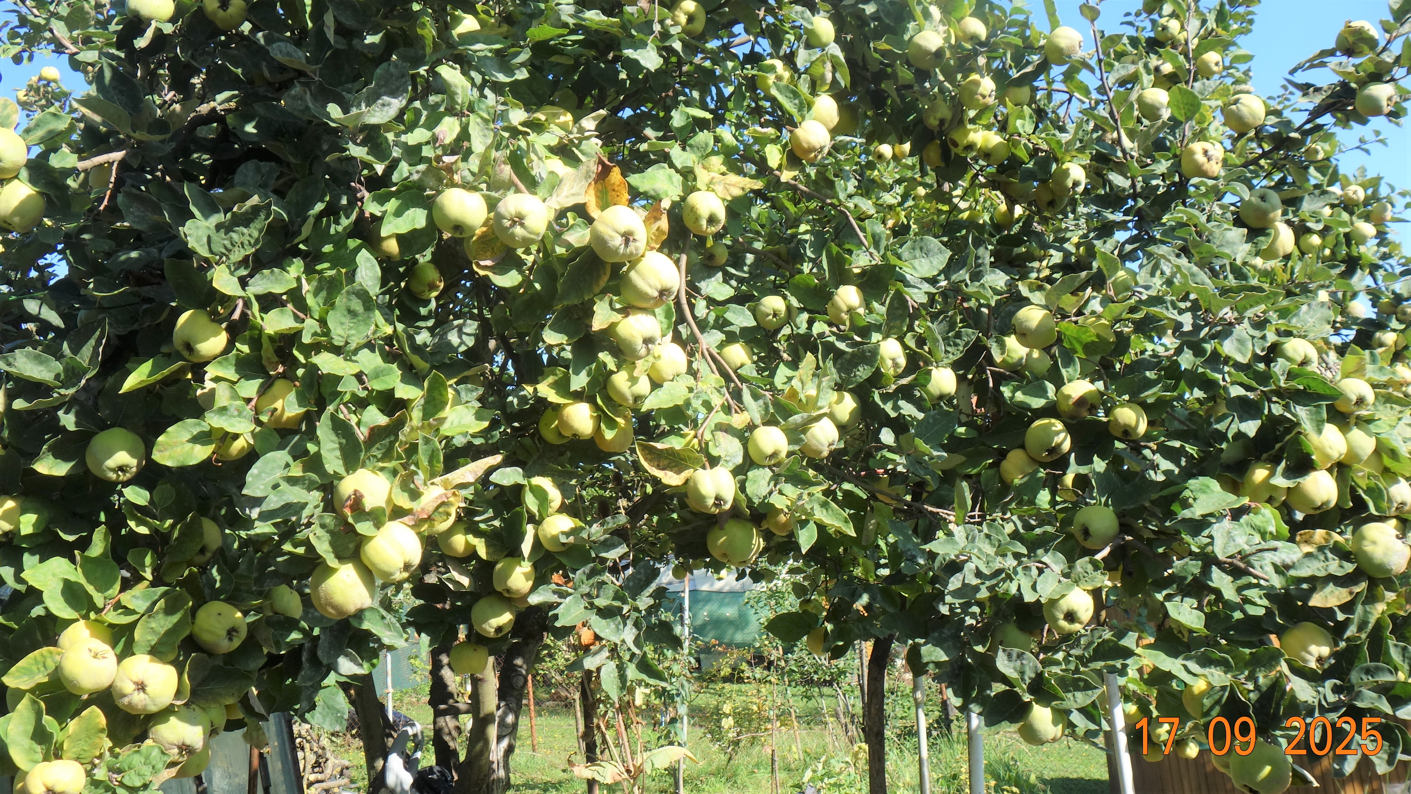 Posledný zber  Dule 