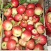 2022.13.9.zber úrody jablk (3)